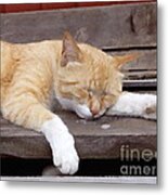 Cat Metal Print