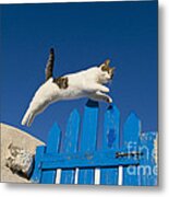 Cat Jumping A Gate Metal Print