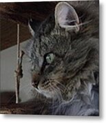 Cat Metal Print