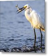 Catch Of The Day Metal Print
