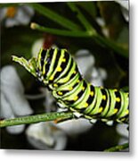 Caterpillar Camouflage Metal Print
