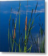 Cattails At Overholster Metal Print