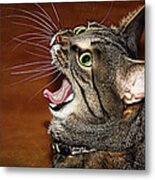 Caught In The Act Metal Print