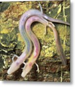 Cave Salamanders Metal Print