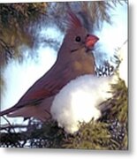 Cedar Cardinal Metal Print