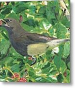 Cedar Waxwing Eating Mulberry Metal Print