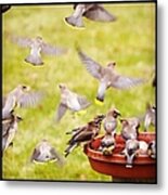 Cedar Waxwings Metal Print