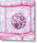 Cell Division  Interphase Metal Print