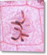 Cell Division  Metaphase Metal Print