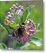 Center Of Attention Metal Print