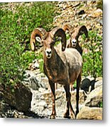 Chance Encounters Metal Print