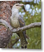 Channel-billed Cuckoo Fledgling Metal Print