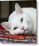 Charlie The White Pussy Cat Metal Print