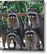 Cheerleading Raccoons Metal Print