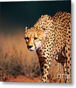 Cheetah Approaching From The Front Metal Print