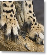 Cheetah Claws Metal Print