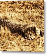 Cheetah Cub V4 Metal Print