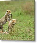 Cheetah Cubs On Kill Metal Print