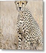 Cheetah Male Kenya Metal Print