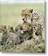 Cheetahs Metal Print