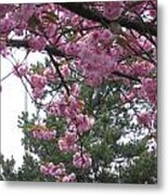 Cherry Blossoms 1 Metal Print