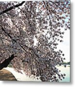Cherry Blossoms 2013 - 092 Metal Print
