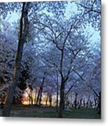 Cherry Blossoms 2013 - 100 Metal Print