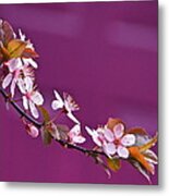 Cherry Blossoms And Plum Door Metal Print