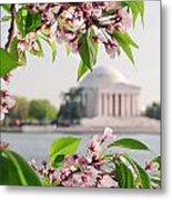 Cherry Blossoms And The Jefferson Memorial Metal Print