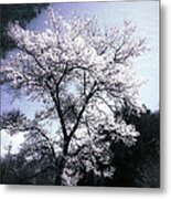 Cherry Blossoms Tree Metal Print