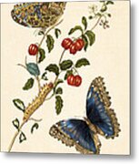 Cherry Branch With Achilles Morpho Metal Print