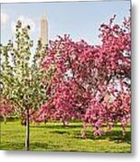 Cherry Trees And Washington Monument Three Metal Print