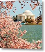 Cherry Trees At The Jefferson Metal Print