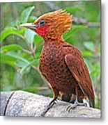 Chestnut-colored Woodpecker Metal Print