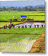 Chiang Saen_ Rice Transplanting Metal Print