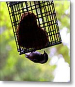 Chickadee Makes A Heart Metal Print