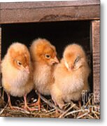 Chicks In Coop Metal Print