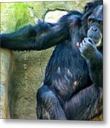 Chimp 1 Metal Print