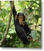 Chimpanzee Baby On Liana Gombe Stream Metal Print