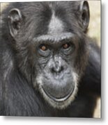 Chimpanzee Portrait Ol Pejeta Metal Print