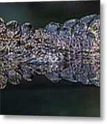 Chinese Alligator Metal Print