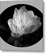 Chinese Herbaceous Peony Metal Print