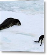 Chinstrap Penguin Escaping From Leopard Seal Metal Print