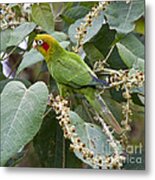 Chiriqui Conure 2 Metal Print