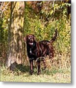 Chocolate Lab Cuteness Metal Print