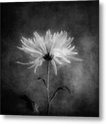 Chrysanthemum In Black And White Metal Print