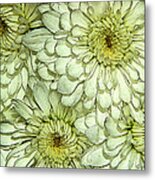Chrysanthemum Metal Print