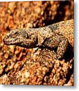 Chuckwalla On Camelback Metal Print