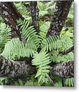 Cinnamon Ferns On Forest Floor Canada Metal Print
