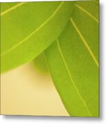 Cinnamon Tree (cinnamomum Zeylanicum) Leaves Metal Print